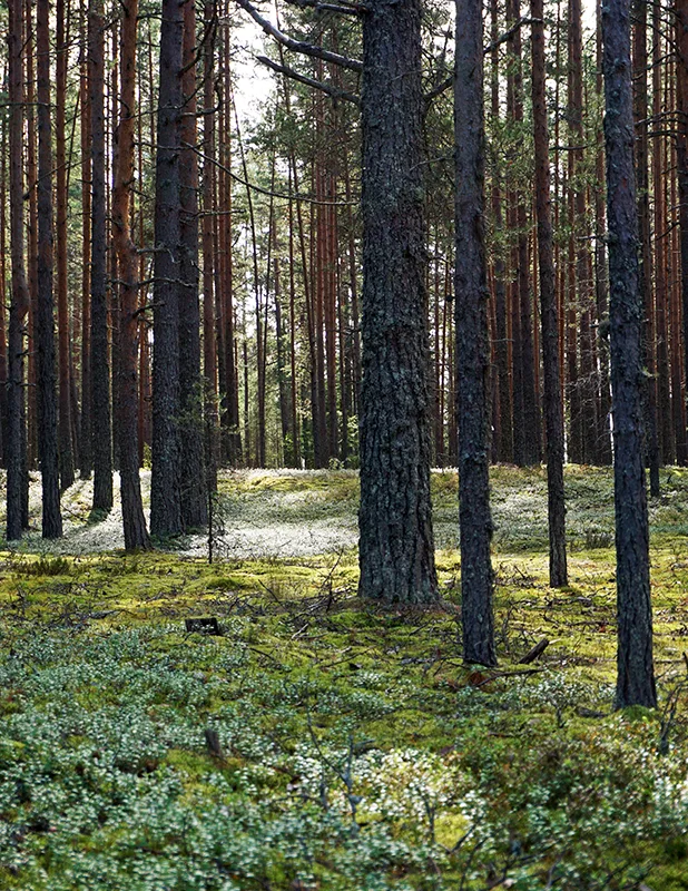 Лес на берегах Ладожского озера, Фото: Валерий Орлов, starput.ru