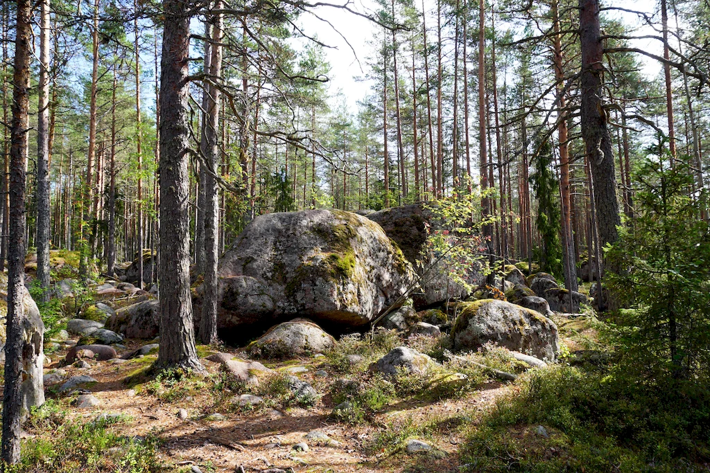 Лес на берегах Ладожского озера, Фото: Валерий Орлов, starput.ru