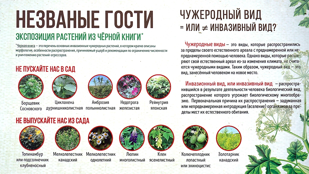 Переславский дендрологический сад имени С.Ф. Харитонова, вредные растения из «черной книги», фото: Валерий Орлов, starput.ru